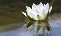 Lotus - symbol of transformation and growth, beauty out of the mud